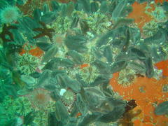 Pentacta doliolum