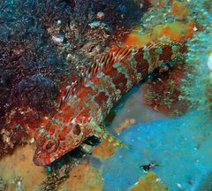 Gobioclinus dendriticus