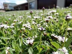 Phyla nodiflora minor