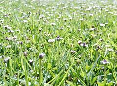 Phyla nodiflora minor