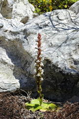 Satyrium candidum