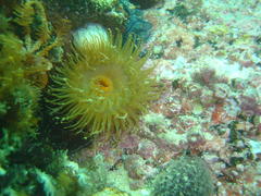 Pseudactinia flagellifera
