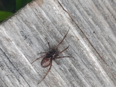 Enoplognatha caricis