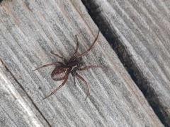 Enoplognatha caricis