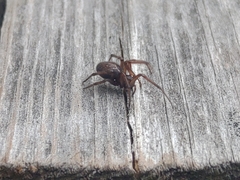 Enoplognatha caricis