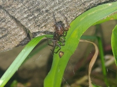 Enoplognatha caricis