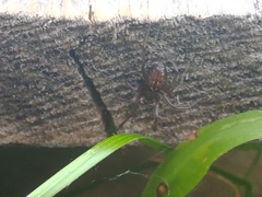 Enoplognatha caricis