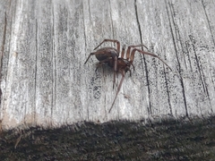 Enoplognatha caricis