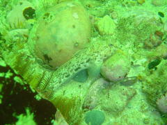 Caffrogobius nudiceps