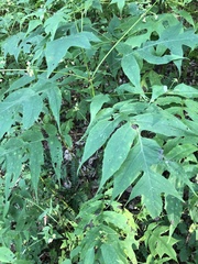 Polymnia laevigata