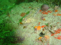 Caffrogobius nudiceps