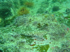 Caffrogobius nudiceps