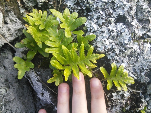 Canary Islands polypody