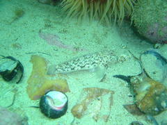 Caffrogobius nudiceps