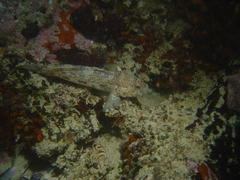 Caffrogobius nudiceps