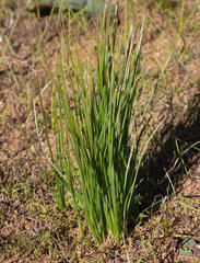 Trachyandra chlamydophylla
