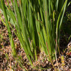 Trachyandra chlamydophylla