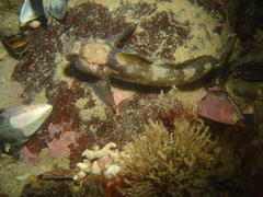 Caffrogobius nudiceps