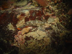Caffrogobius nudiceps