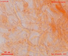 Ombrophila rivulorum