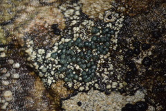 Rhizocarpon chioneum