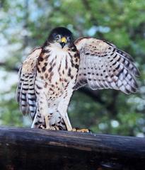 Accipiter minullus