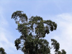 Eucalyptus saligna