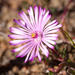 Lampranthus filicaulis - Photo (c) Carina Lochner,  זכויות יוצרים חלקיות (CC BY-NC), הועלה על ידי Carina Lochner