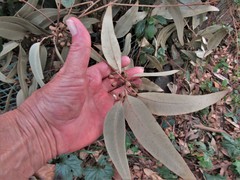 Eucalyptus saligna