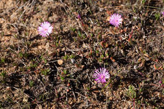 Lampranthus filicaulis
