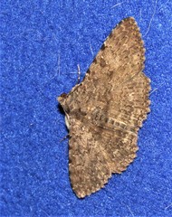 Heteropalpia cortytoides