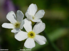 Androsace obtusifolia