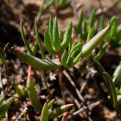 Lampranthus filicaulis