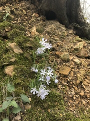 Phlox bifida