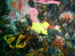 Pentacta doliolum