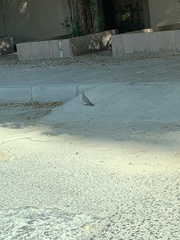 Streptopelia decaocto