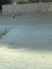 Streptopelia decaocto