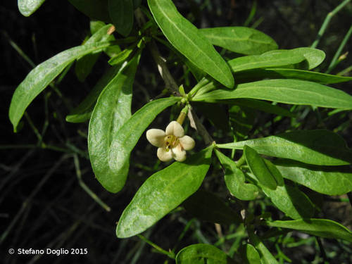 Representative image of Lycium schweinfurthii