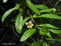 Lycium schweinfurthii