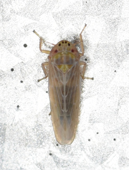 Graminella sonora