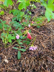 Tephrosia spicata