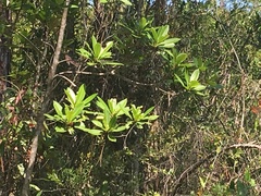 Gordonia lasianthus