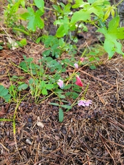 Tephrosia spicata
