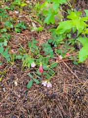 Tephrosia spicata