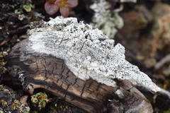 Pertusaria subobducens