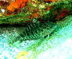 Gobioclinus dendriticus