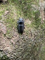 Dorcus rectus rectus