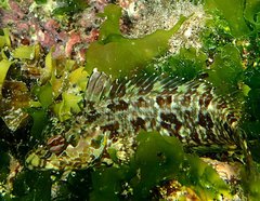 Gobioclinus dendriticus