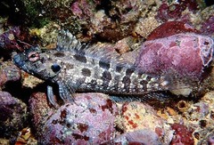 Bravo Blenny photo 2