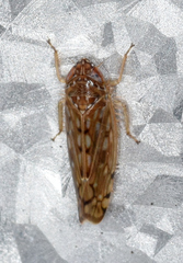 Osbornellus clarus